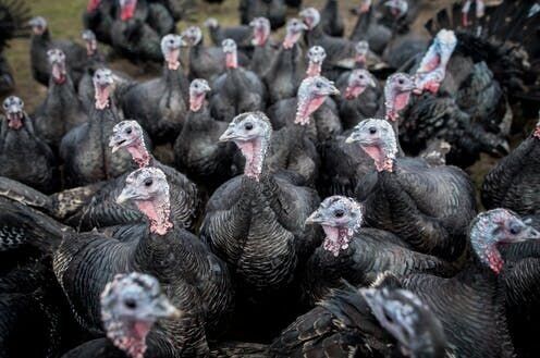 Turkeys